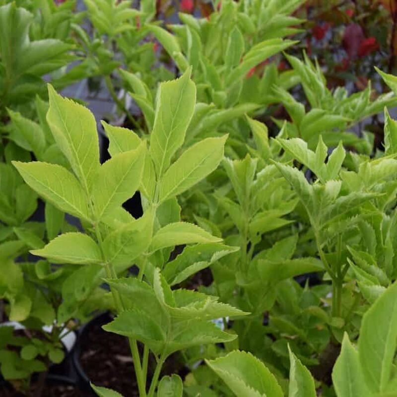 Sambucus nigra 40-60 cm